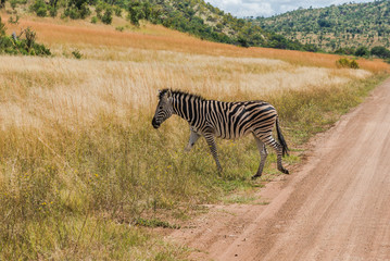Fototapeta na wymiar Zebra. Pilanesberg national park. South Africa. 