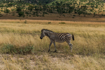 Fototapeta na wymiar Zebra. Pilanesberg national park. South Africa. 