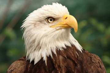 Portrait of a bald eagle