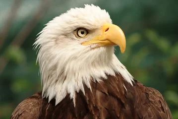 Foto op Plexiglas Portrait of a bald eagle © be free