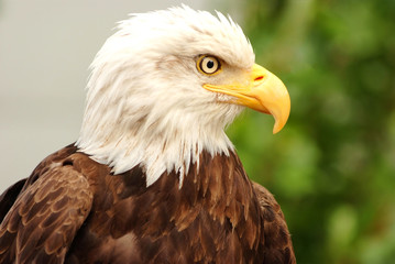 Portrait of a bald eagle