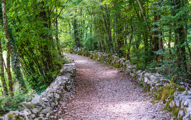 Romantischer Weg im Wald