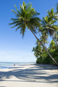Palm trees cast shadows on rustic remote tropical Brazilian island beach in Bahia Nordeste Brazil