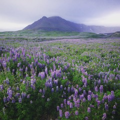flower field in Iceland