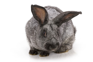 rabbit on a white background