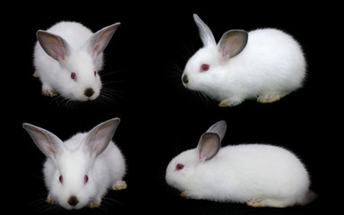 white rabbit on a black background