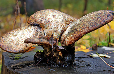 Large Mushroom on a log