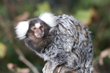 Naklejka premium Common Marmoset (Callithrix jacchus), a small primate from Brazil