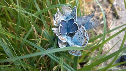 Schmetterlinge © mapedewe