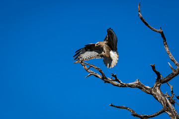 Predator against the blue sky