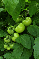 Green tomatoes