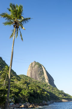 Sugarloaf Pao de Acucar Mountain standing in blue sky with tall palm tree Rio de Janeiro Brazil