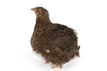 quail on a white background
