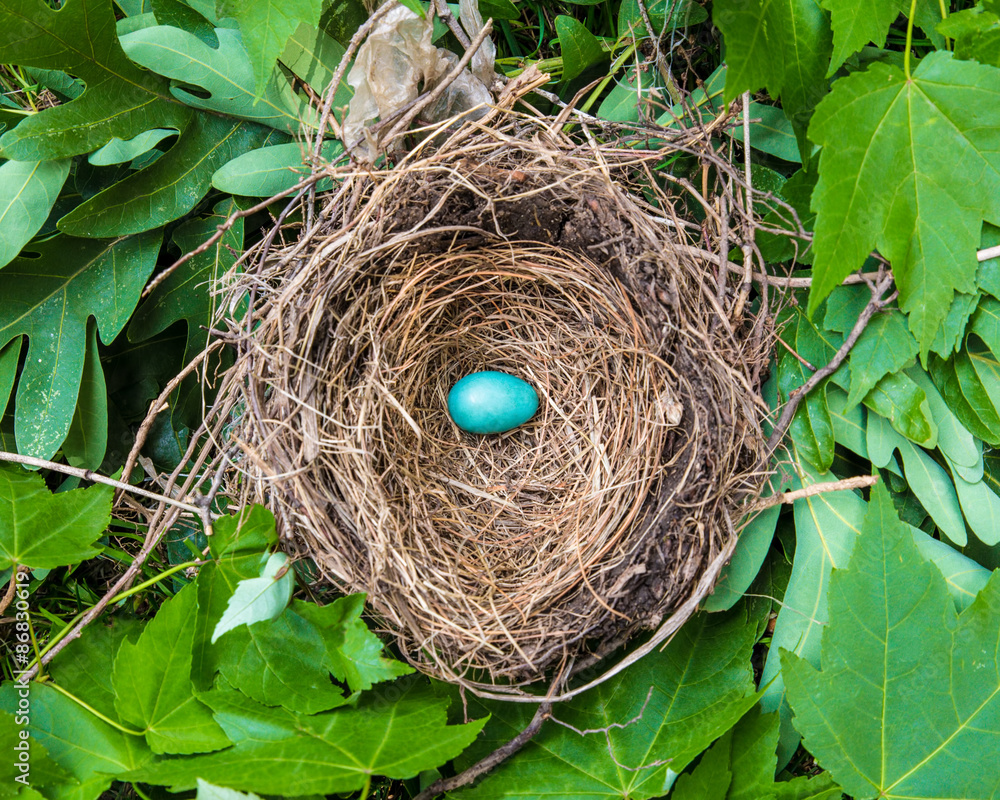 Wall mural  Small blue robins egg in nest among leaves