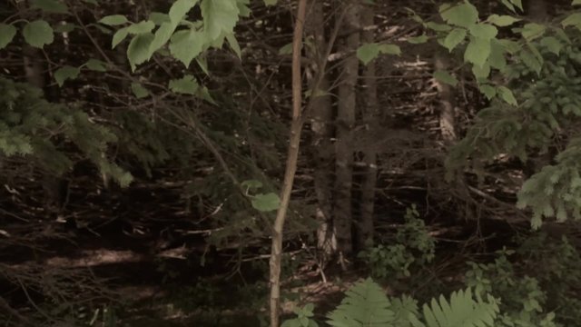 pine tree forrest jib shot