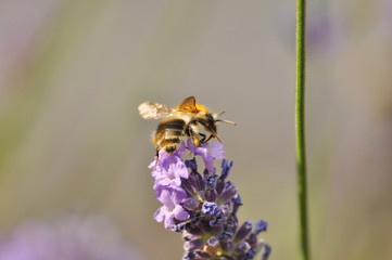 lavender