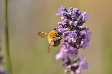 lavender