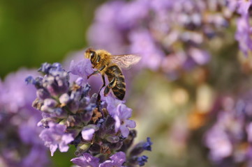 lavender