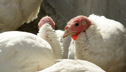 turkey hen