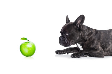 vegan dog