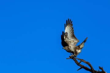 Predator against the blue sky