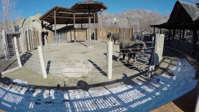 Families watch elephant trainer at the zoo doing tricks