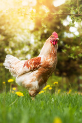 Young rooster in the summer garden