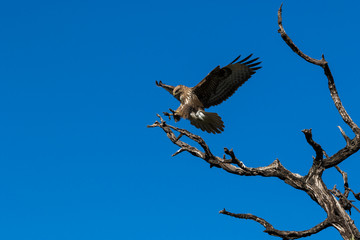 Predator against the blue sky