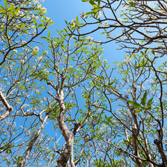 Trees in the park