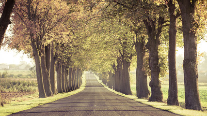 Road running through tree alley.
