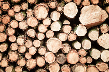 Fototapeta premium Pile of wood logs ready for winter