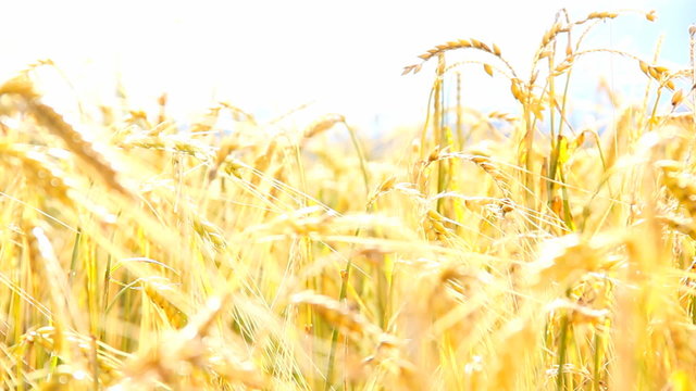 Overexposed Wheat Field On A Sunny Day