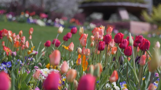Pretty tulip gardens in the spring