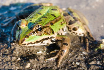 Green frog