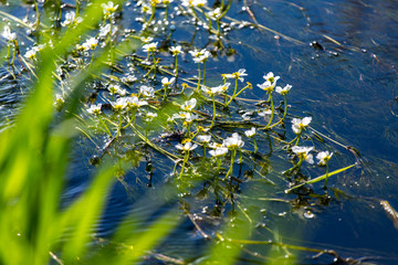 Flowers of the underwater plant