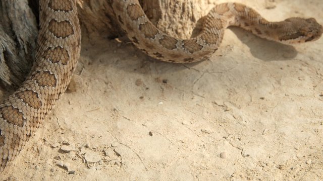 A great Basin rattlesnake in the desert