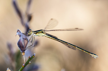 Damselfly photographed in their natural environment.