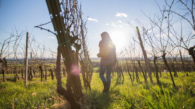 Person check vineyard branches