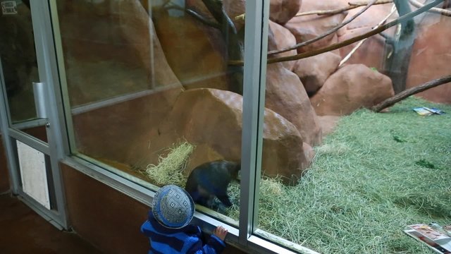 toddler looking at a monkey