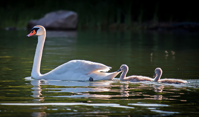 famiglia di cigni (lago di Como) © Franco Bissoni