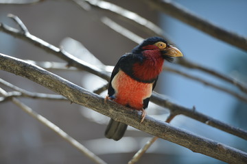 Bearded barbet
