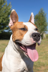 Portrait of an american staffordshire terrier