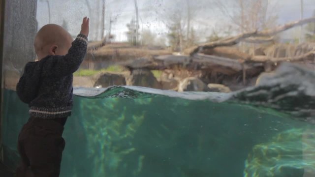 a baby boy watching a polar bear swimming at the zoo