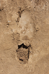  Footprint on sand or dirt 