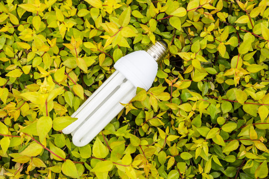 Energy saving light bulb on the green plant background