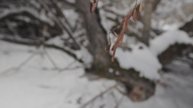 deer hair wire and snowy trees