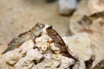 Naklejka premium Barred mudskipper (Periophthalmus argentilineatus) in Japan 