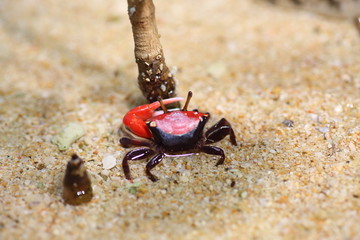 Uca chlorophthalmus crassipes Fiddler crab  in Japan