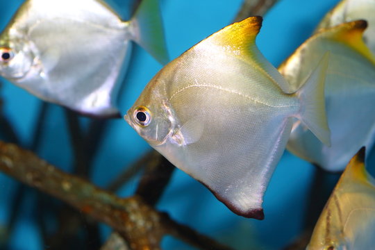 Silver moony (Monodactylus argenteus) in Japan
