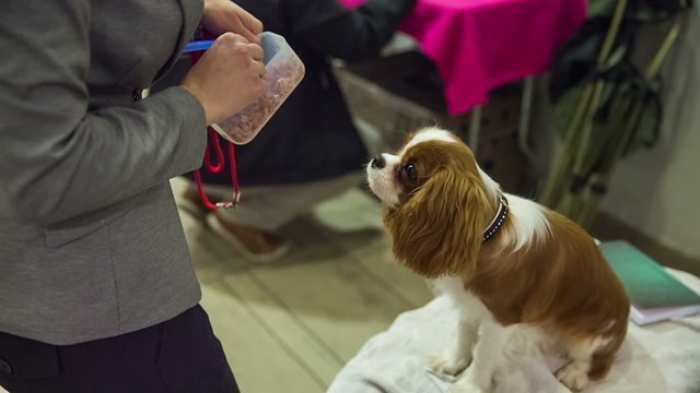Person feeding cute little dog